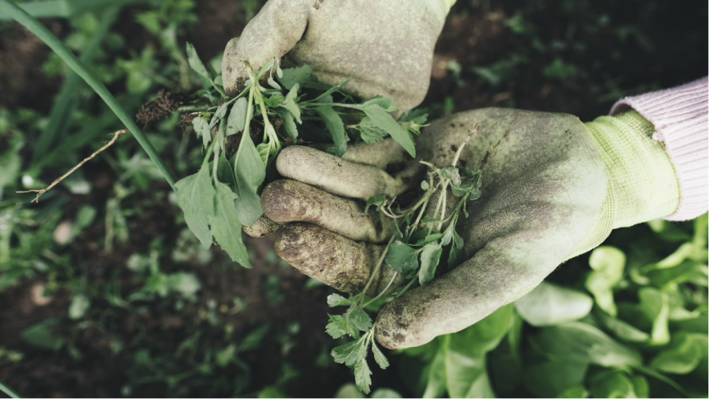 The Art of Indoor Gardening Bringing Nature to Your Singapore Home